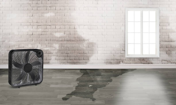 Best Sewage cleanup and water damage restoration  in Erwin, TN